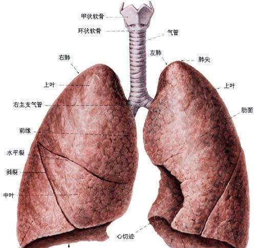 肺炎有多少种:肺炎的症状有哪些图6