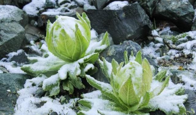 雪莲子的功效，新疆天山雪莲有什么功效图3