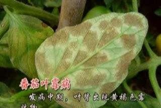 番茄叶霉病,困扰种植户的番茄叶霉病是如何发生的图2