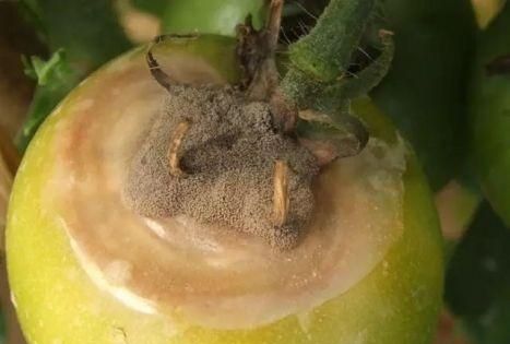 番茄叶霉病,困扰种植户的番茄叶霉病是如何发生的图3