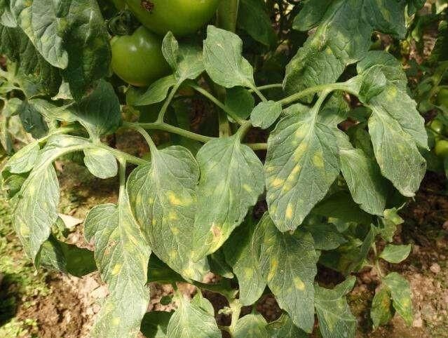 番茄叶霉病,困扰种植户的番茄叶霉病是如何发生的图4