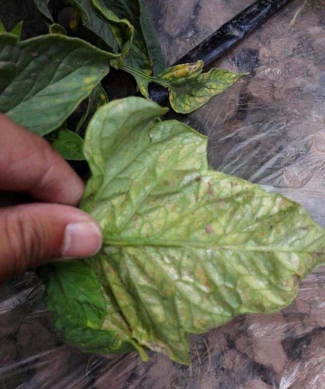 番茄叶霉病,困扰种植户的番茄叶霉病是如何发生的图6