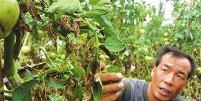 番茄叶霉病,困扰种植户的番茄叶霉病是如何发生的图9