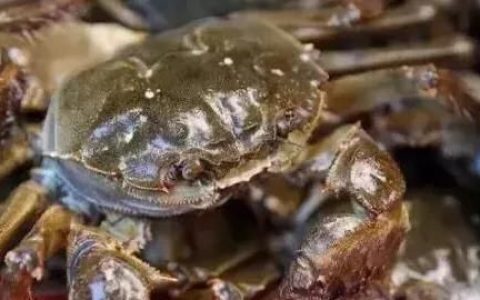 海螃蟹死了能吃吗,买的活的海螃蟹，死后马上放在冰箱里保鲜，一天后还可以吃吗