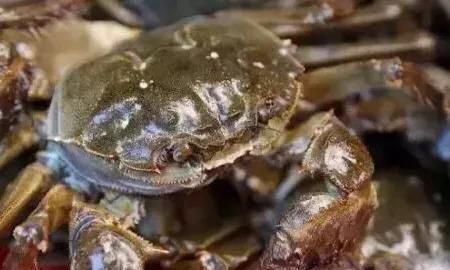 海螃蟹死了能吃吗,买的活的海螃蟹，死后马上放在冰箱里保鲜，一天后还可以吃吗图1