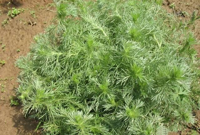 茵陈的功效：茵陈的功效与作用是什么图2
