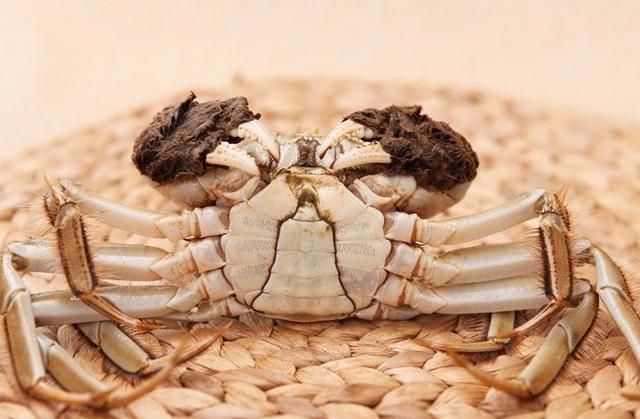 公蟹母蟹的区别,螃蟹也分公母母螃蟹的蟹黄真的比公螃蟹多吗图2