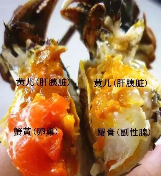 公蟹母蟹的区别,螃蟹也分公母母螃蟹的蟹黄真的比公螃蟹多吗图9