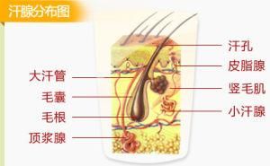 西红柿除狐臭，用什么简单的方法去狐臭图1