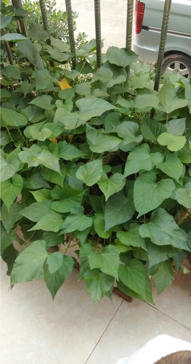 番薯藤的做法：可以用农村常见的红薯藤来做盆栽吗怎么栽需要注意什么图2