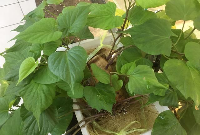 番薯藤的做法：可以用农村常见的红薯藤来做盆栽吗怎么栽需要注意什么图6