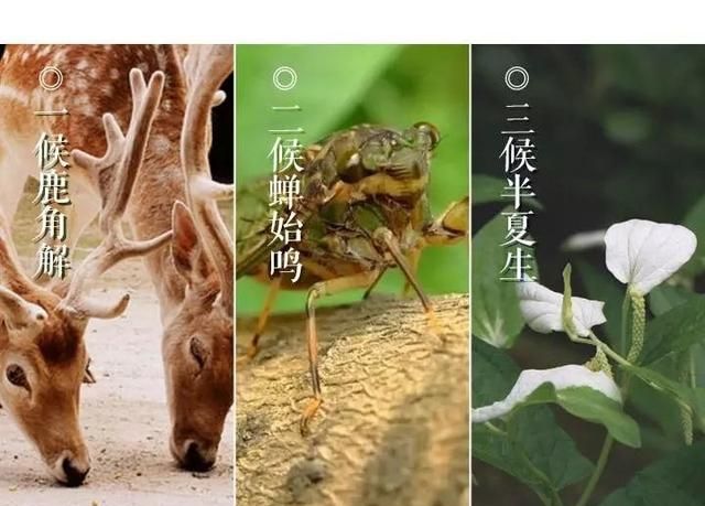 夏至吃啥，今日夏至，吃点啥好，如何养生图2