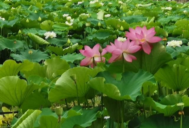 夏至吃啥，今日夏至，吃点啥好，如何养生图14