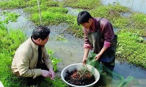 买小龙虾放生，从市场买几斤小龙虾放入长满杂草的野塘，龙虾会繁衍成灾吗图7