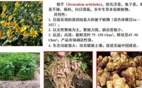 洋姜的吃法及做法大全:农村野生的鬼芋头，学名洋姜有什么神奇作用怎么做最好吃