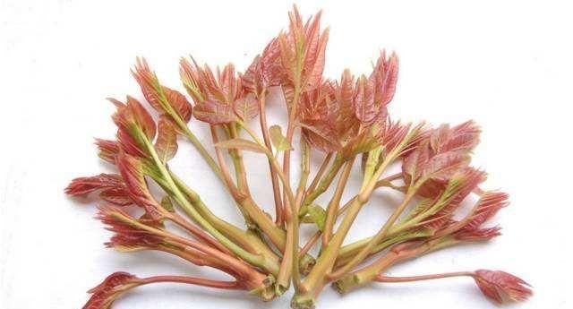 香椿拌豆腐：香椿拌豆腐怎么让豆腐入味图1