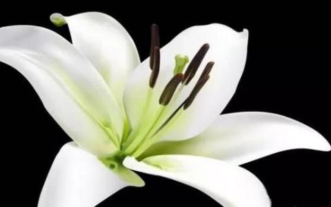 百合花花语,百合花的花语是什么