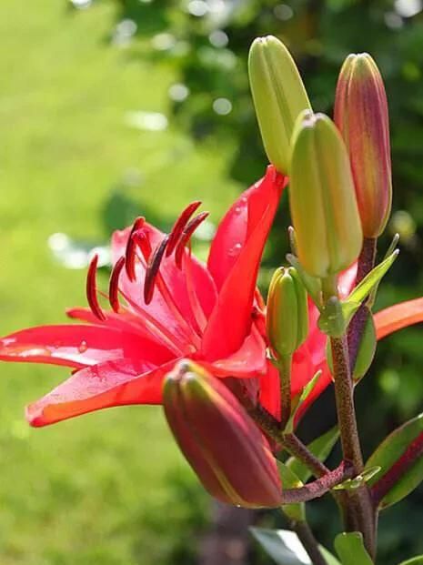 百合花花语,百合花的花语是什么图3