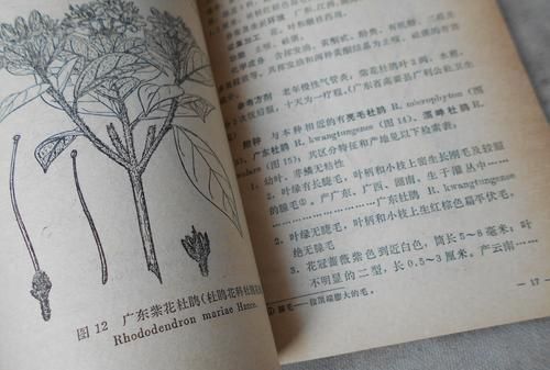 花旗参的功效，西洋参的功效与作用，如何食用治病图2