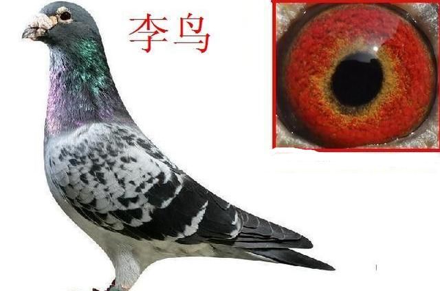 鼻子皱纹，赛鸽鼻子起皱纹是怎么回事图1