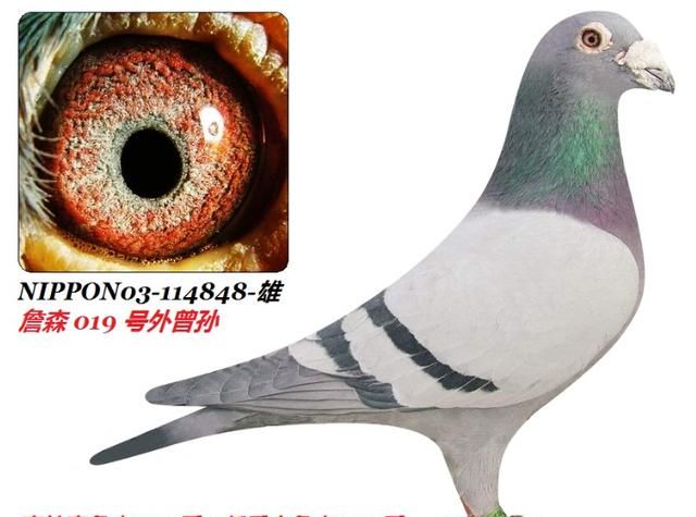 鼻子皱纹，赛鸽鼻子起皱纹是怎么回事图3