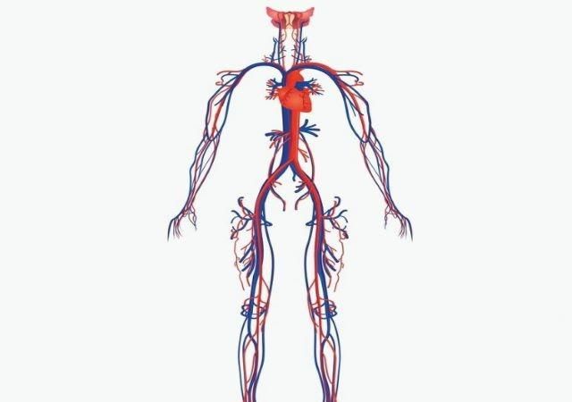 血液循环模式图，为什么人体是结构组成的，必须用血液循环?才有动力图1
