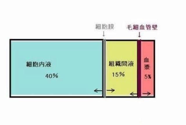 血液循环模式图，为什么人体是结构组成的，必须用血液循环?才有动力图5