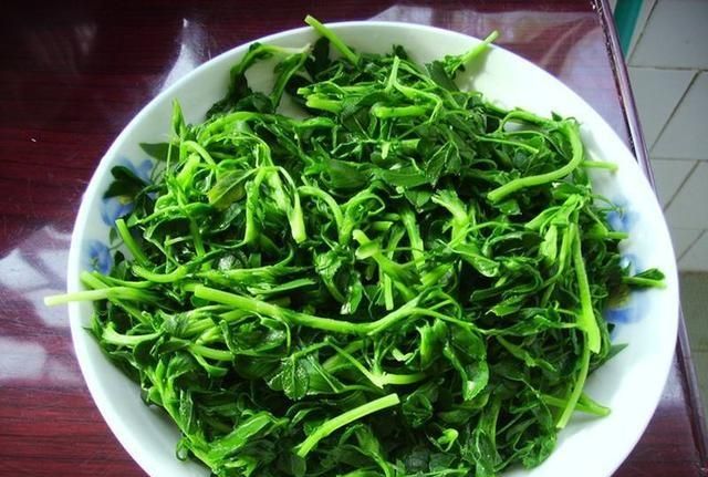 苜蓿是什么，紫花苜蓿的功效与作用是什么紫花苜蓿什么时候割好图6