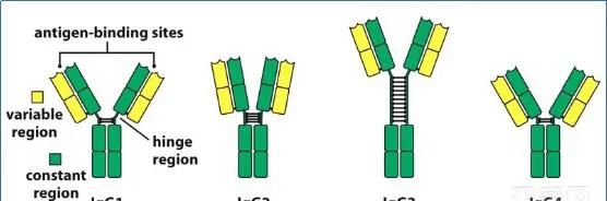 igg4,免疫球蛋白igg4和免疫球蛋白G亚类4，是一回事吗有何依据图1