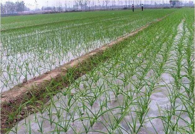 青蒜是什么,青蒜与大蒜有什么区别要如何种植青蒜，产量才会高图1