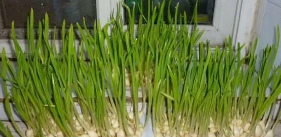 青蒜是什么,青蒜与大蒜有什么区别要如何种植青蒜，产量才会高图3