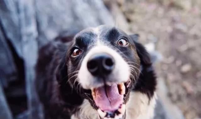 犬瘟热传染人吗,犬瘟热传染人吗犬瘟热是怎么得的图4