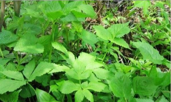 东北山野菜，东北山野菜有哪些图1