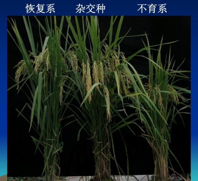 杂交水稻和转基因的区别，中国籼型杂交水稻“三系” 和转基因水稻有什么区别图1