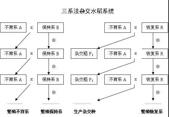 杂交水稻和转基因的区别，中国籼型杂交水稻“三系” 和转基因水稻有什么区别图2