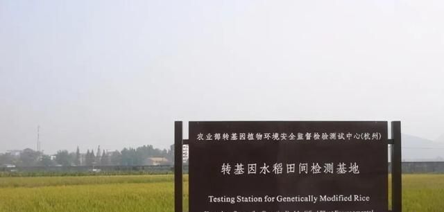 杂交水稻和转基因的区别，中国籼型杂交水稻“三系” 和转基因水稻有什么区别图3