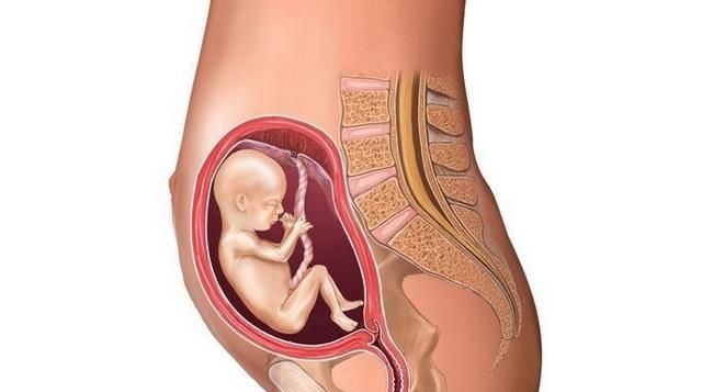 怀孕三个月的胎儿图，怀孕5个月的胎儿是什么样子的呢孕妇怎样保养好身体呢图6