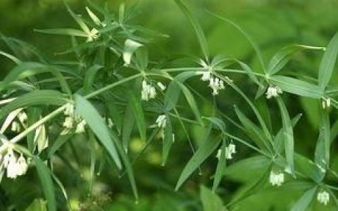 山药壮阳，吃什么能健脾补肾