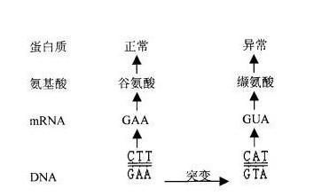 父母都是o型血孩子是啥血型图5
