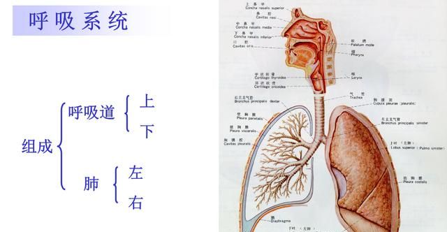 肺活量技巧，肺活量怎么练最快有效图1