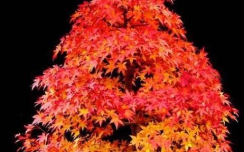 中国红枫、美国红枫和日本红枫三者的区别是什么，特征分别是什么