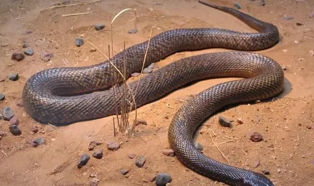 最毒的蛇，世界上最毒的蛇是什么蛇图4