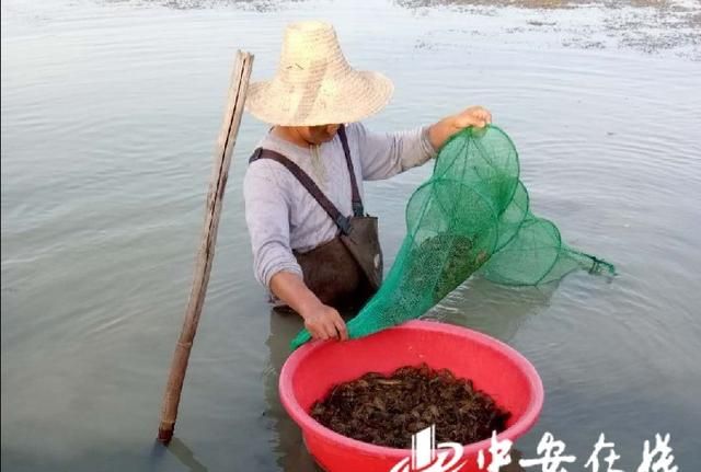 小龙虾的来历，小龙虾的由来 龙虾怎么来的中国图3