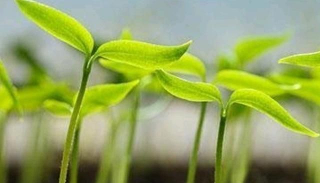 罗勒精油，什么植物可以提炼精油图2