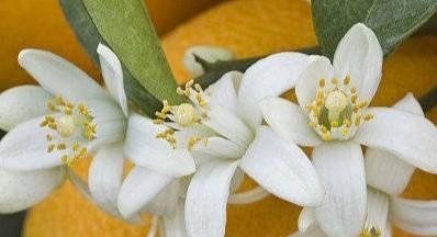 罗勒精油，什么植物可以提炼精油图3