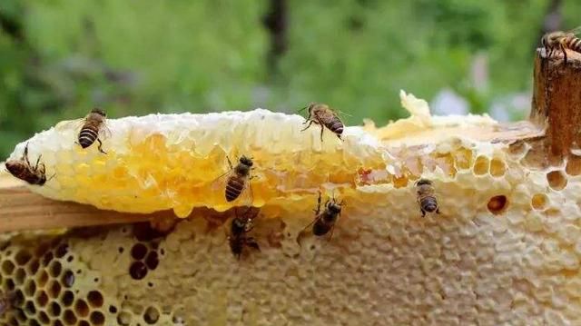 蜂蜜一年能取几次图5