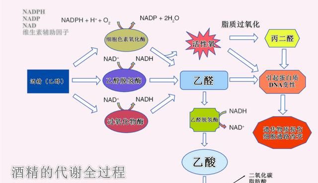 脂肪肝怎么办，得了脂肪肝该怎么办图2