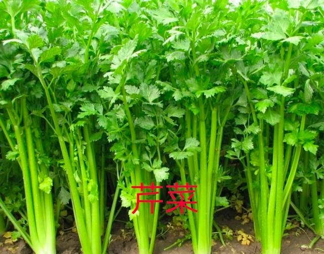 芹菜的功效，芹菜水有什么功效图1