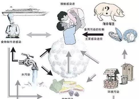 北京上半年诺如疫情聚发频繁，诺如病毒或变异有何危害如何防范图5