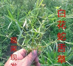 白花蛇舌草的功效，白花蛇舌草功效和主治图2